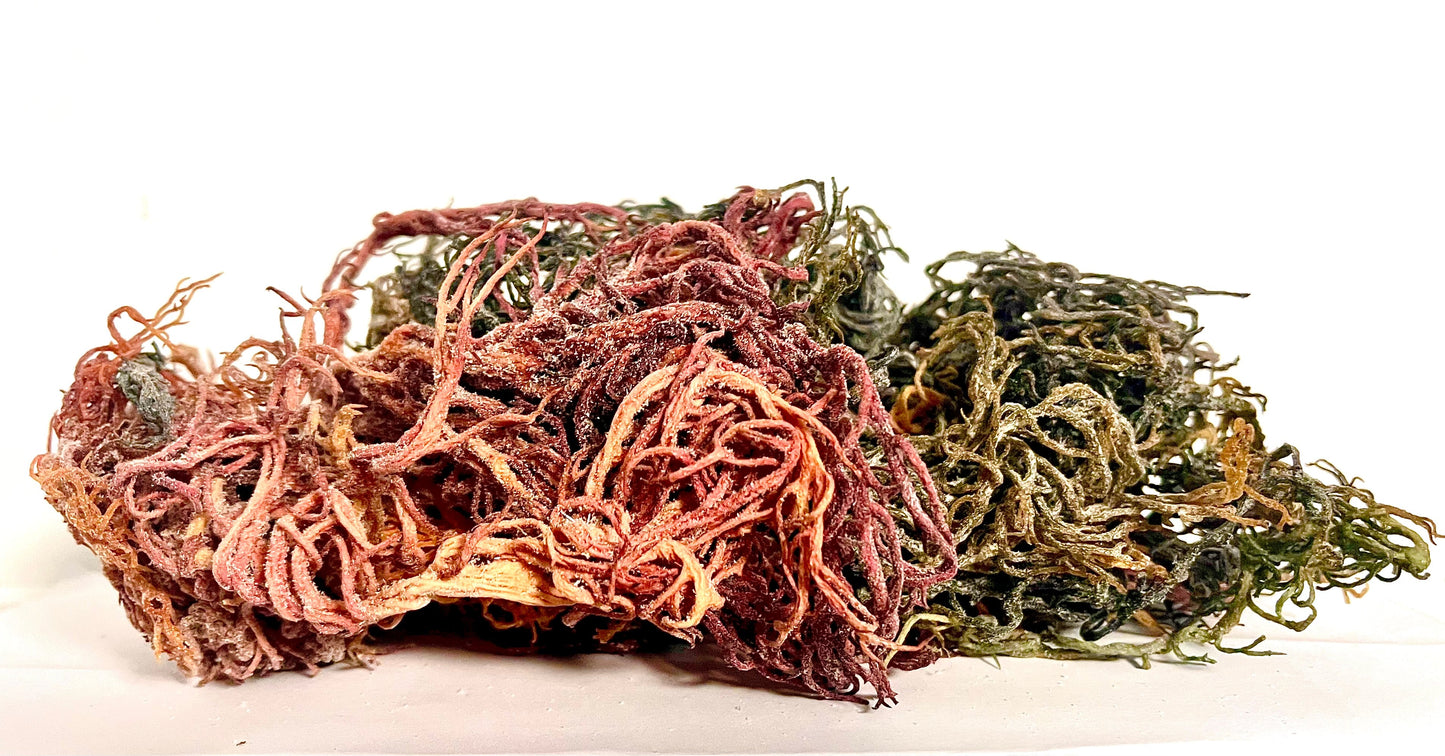 Pure Certified Wild Harvested Full Spectrum Organic Raw Sea Moss - Seamoss Global