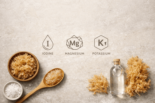 Raw sea moss displayed with mineral icons representing sea moss nutrition.
