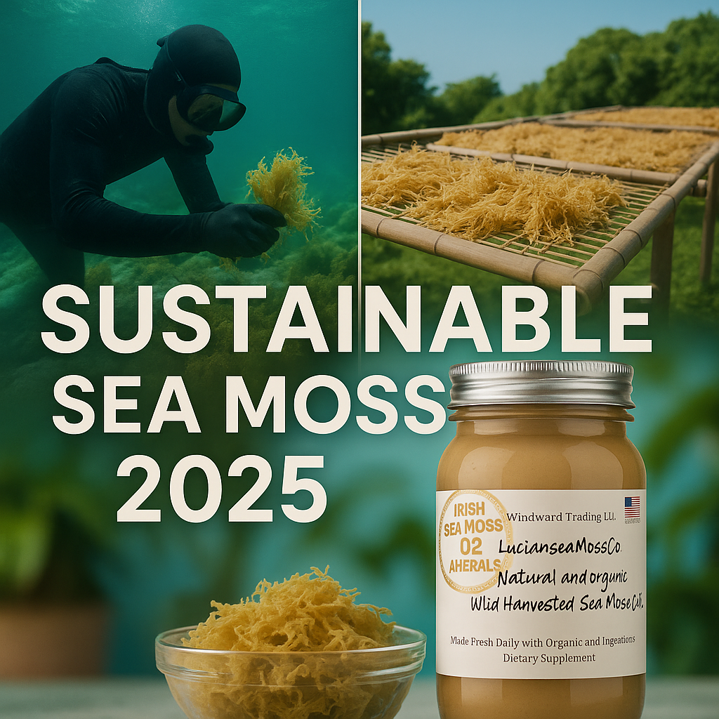 Sustainable Sea Moss Harvesting