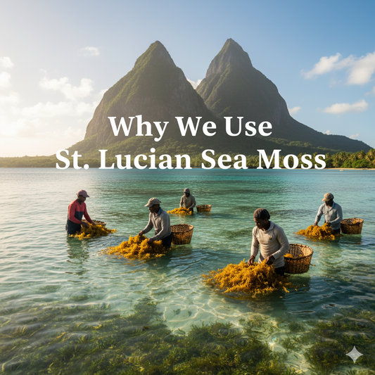 Harvesters collecting golden sea moss along St. Lucia’s volcanic coast, showing the source of Sea Moss Global’s wildcrafted sea moss.