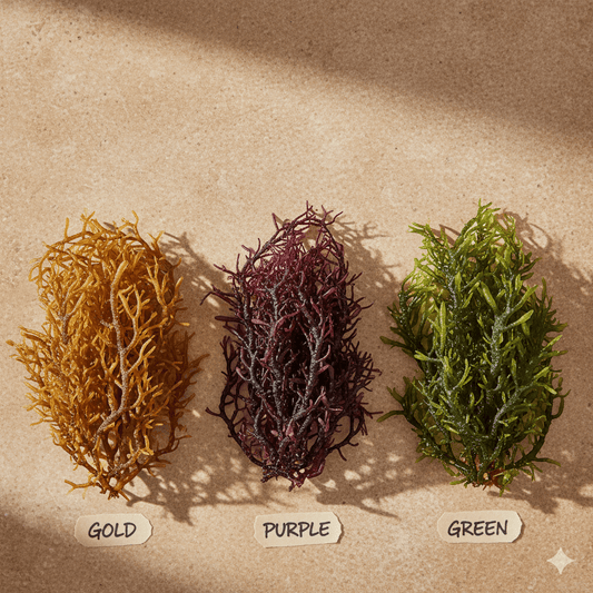 Gold, purple, and green sea moss varieties displayed side by side to show color differences.