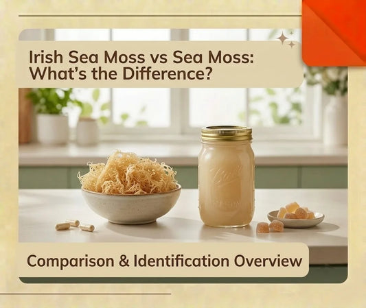 Irish sea moss and sea moss gel comparison with raw sea moss products