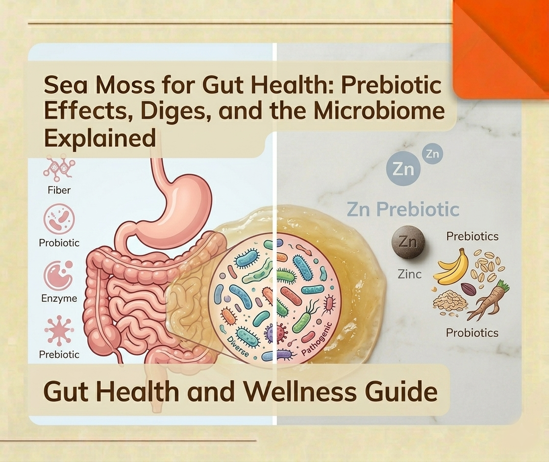 Sea moss gut health and microbiome support illustration