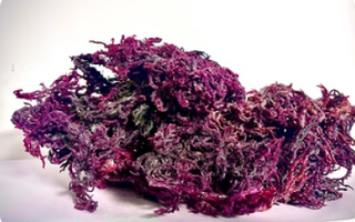 Make your own gel! Organic Certified Wild Harvested Full Spectrum, Purple, and Green Lucian Raw Sea Moss