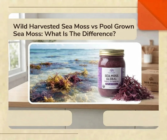 Wild harvested sea moss with Sea Moss Global gel jar showing natural sea moss sourcing