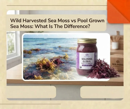 Wild harvested sea moss with Sea Moss Global gel jar showing natural sea moss sourcing