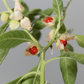 My Balance Nutrisentials Organic Ashwagandha - An Ancient Treasure