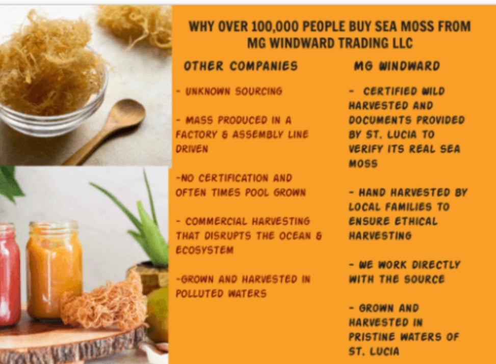 Certified Pure Wild Harvested Organic Gold Raw Sea Moss - Seamoss Global