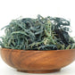 Pure Certified Wild Harvested Organic Purple Raw Sea Moss - Seamoss Global