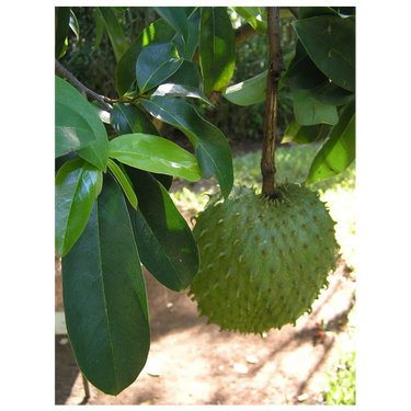 Organic Soursop Leaves